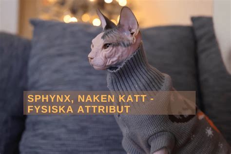 Sphynx, naken katt – egenskaper och skötsel